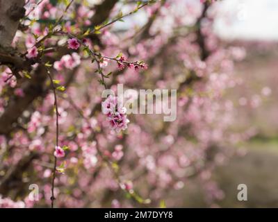 Blühende Bäume mit kleinen rosa Blumen und kleinen grünen Blättern Stockfoto