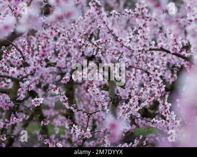 Kürzlich blühender Baum mit weißen und pinkfarbenen Pfirsichblüten Stockfoto