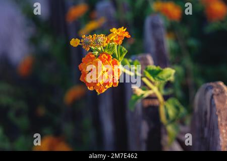 Lantana camara - gemein lantana auf dem Land in Zypern Inselland Stockfoto