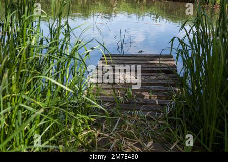 Ruhiger Fluss oder Teich mit Holzsteg und Schilf. Stockfoto