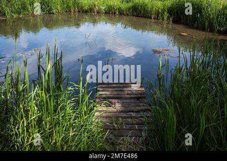 Ruhiger Fluss oder Teich mit Holzsteg und Schilf. Stockfoto