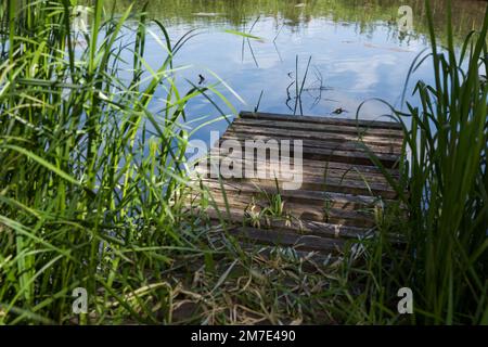 Ruhiger Fluss oder Teich mit Holzsteg und Schilf. Stockfoto