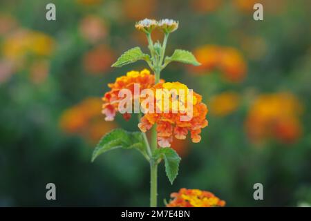 Lantana camara - gemeine lantana im Inselland Zypern Stockfoto