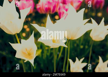 Weiße Tulpenblüten blühen im Garten in Großbritannien. Stockfoto