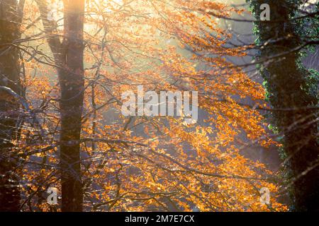 Blätter auf einem Buchenbaum leuchten orange und goldfarben, während Sie von der Wintersonne beleuchtet werden. Stockfoto