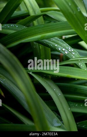 Dünne Stiele, Stiele und Köpfe einer mit Regentropfen bedeckten Blattpflanze. Stockfoto