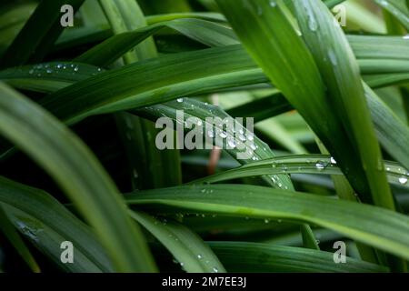 Dünne Stiele, Stiele und Köpfe einer mit Regentropfen bedeckten Blattpflanze. Stockfoto