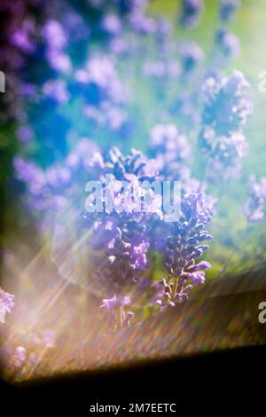 Ein Lavendel-Busch mit Sonnenschein, der abstrakte Muster über den Blumen erzeugt. Stockfoto