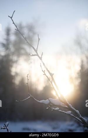 Mit Schnee bedeckte Äste am sonnigen Himmel, gefrorene Bäume im Waldhimmel Stockfoto