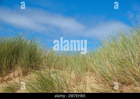 Seegräser, die in starkem Wind auf einer Sanddüne mit blauem Himmel an der walisischen Küste wehen. Stockfoto