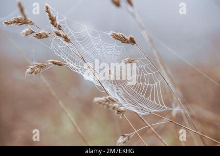 Zarte Spinnen Stege zwischen wilden Landschaft Pflanzen hängen in Tautropfen in der frühen Morgensonne abgedeckt. Stockfoto