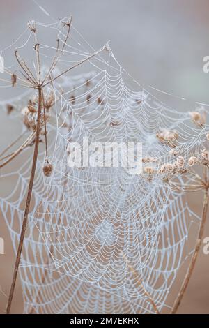 Zarte Spinnen Stege zwischen wilden Landschaft Pflanzen hängen in Tautropfen in der frühen Morgensonne abgedeckt. Stockfoto