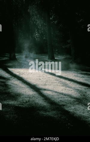 Eine kleine Waldlichtung, die von einem Sonnenstrahl im dunklen Wald beleuchtet wird. Stockfoto
