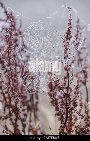 Zarte Spinnen Stege zwischen wilden Landschaft Pflanzen hängen in Tautropfen in der frühen Morgensonne abgedeckt. Stockfoto