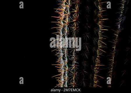 Nahaufnahme von Kaktuspflanzen mit Hintergrundbeleuchtung, um die langen, scharfen, feinen Stacheln und Wirbelsäulen hervorzuheben. Stockfoto