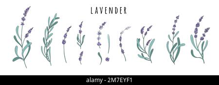 Lavendelblumen Set. Blumige Kräuter der Provence mit violetten Blüten. Botanisches Bild der französischen Feldlawinen. Blühender Lavander. Farbig handgezeichnet Stock Vektor