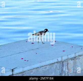 Roter Vogel am See Stockfoto