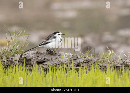 Weißer Schwanz an einem Wintermorgen. Weißer Schwanz ist ein kleiner Passerinvogel in der Familie Motacillidae, der auch Pfeifen und Langhauen umfasst. Stockfoto