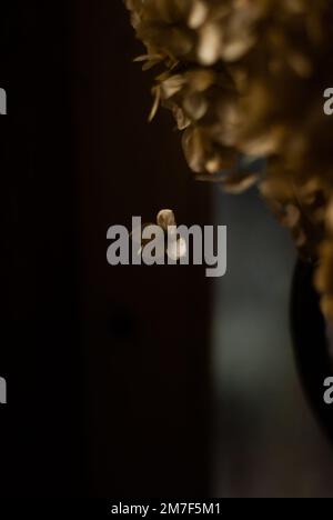 Die Chrysanthemblume fällt Stockfoto