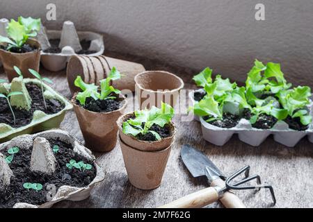 Setzlinge in wiederverwendeten Eierschalen und biologisch abbaubaren Kokosnussköpfen auf dem Holztisch mit Gartengeräten, nachhaltiger Gartenarbeit und umweltfreundlichem Stockfoto