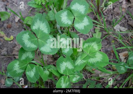 Trifolium repens, das Weißklee, auch bekannt als Niederländischer Klee, Ladinoklee oder Ladino, Niederländisch Stockfoto