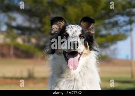 Ein junger und glücklicher Border Collie auf einem Feld. Braune Augen leuchten. Keine Menschen. Stockfoto