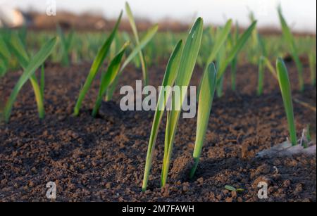 Sprossen von jungen Gerste oder Weizen, die gerade in der Erde gekeimt haben, dämmern über einem Feld mit Kulturen. Stockfoto