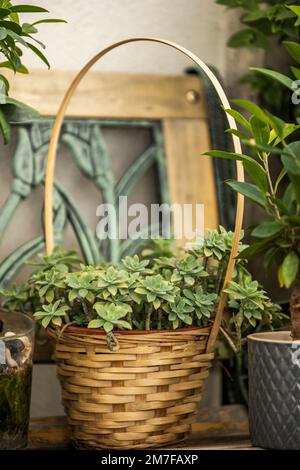 Gartenkorb mit Fasern und Schilf voller saftiger Pflanzen auf einer Holzbank Stockfoto