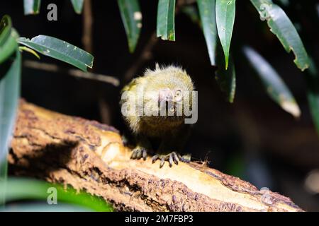 Westlicher Pygmäen-Murmeltier-Affe. Säugetiere und Säugetiere. Landwelt und Fauna. Tierwelt und Zoologie. Natur- und Tierfotografie. Stockfoto