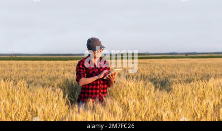 Eine Frau Bauer untersucht den Bereich der Getreide- und sendet die Daten an die Wolke aus der Tablette. Smart Farming und digitale Landwirtschaft. Stockfoto