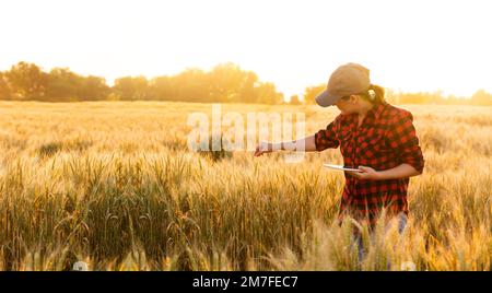 Eine Frau Bauer untersucht den Bereich der Getreide- und sendet die Daten an die Wolke aus der Tablette. Smart Farming und digitale Landwirtschaft. Stockfoto