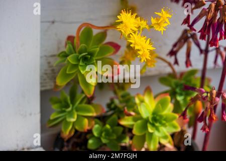 Nahaufnahme der Pflanze Graptopetalum Paraguayense mit gelben Blumen im Garten. Stockfoto