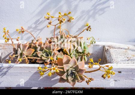 Nahaufnahme der Pflanze Graptopetalum Paraguayense mit Blumen im Garten. Stockfoto