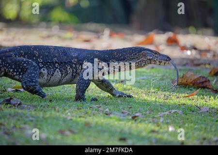 Wasserüberwachung Erwachsene Eidechse varanus Salvator läuft auf Gras Sri Lanka Stockfoto