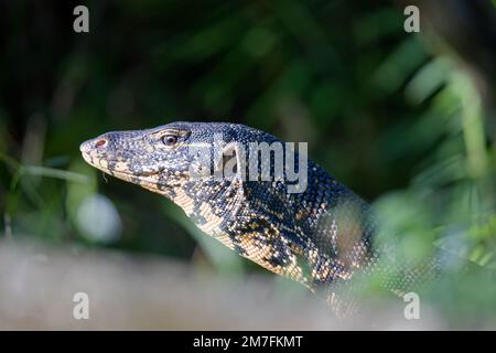 Wasserüberwachung Erwachsene Eidechse varanus Salvator läuft auf Gras Sri Lanka Stockfoto