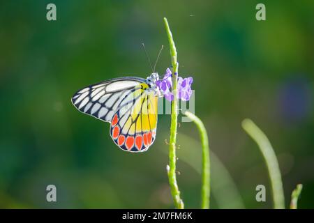 Gemeiner Jezebel-Schmetterling (Delias eucharis) auf einer Blume Stockfoto