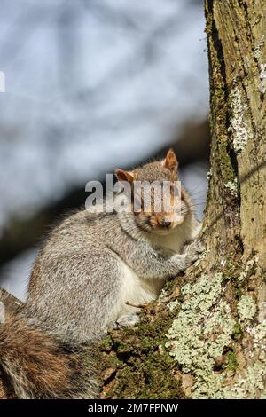 Süßer junger Grey Squirell im Devonport Park in Plymouth Devon. Gesicht auf einem Baum voller Länge. Diese süßen Kreaturen sind in der International Union for Co Stockfoto