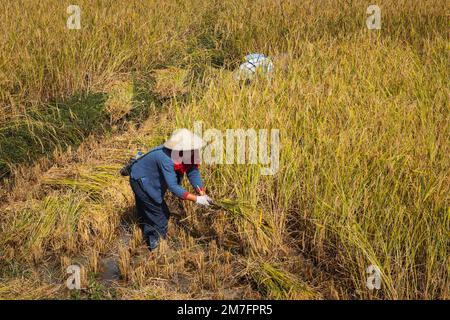 Pai, Thailand. 21. November 2022. Asiatische Frau, die auf einem Reisfeld arbeitet, trägt traditionelle Kleidung und einen Hut. Pai, Nordthailand. Stockfoto