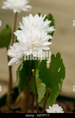 Anemonella thalictroides Kikuzaki im Frühling blüht Weiß im Garten Stockfoto