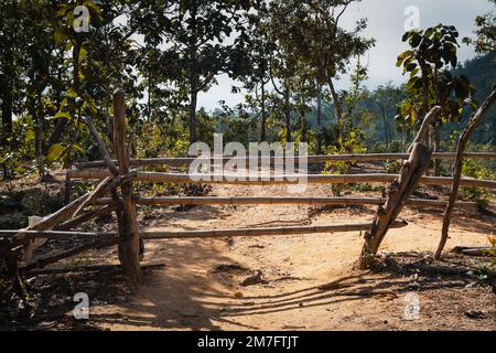 Geschlossenes Holztor in einem Dschungel Stockfoto