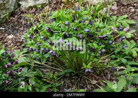 Helleborus orientalis Double Ellen Purple Flowers Stockfoto