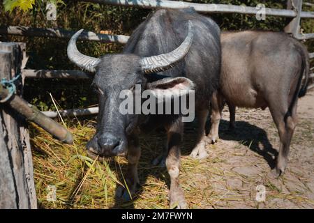 Asiatischer Wasserbüffel (Bubalus bubalis) in einem Kugelschreiber in Pai, Nordthailand. Stockfoto