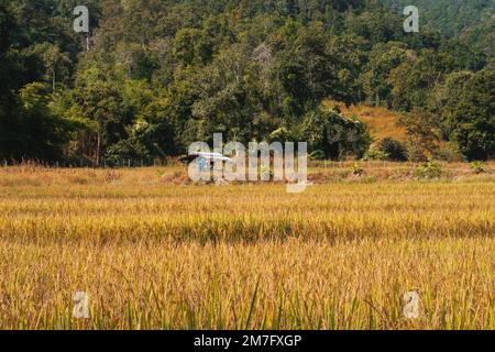 Kleiner Holzunterstand auf gelbem Reisfeld im Norden Thailands Stockfoto