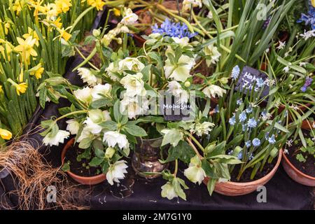 Helleborus orientalis im Frühling blüht die DoppelEllen White im Garten Stockfoto
