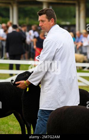 Zwartble-Schafrasse (Nutztier, Schaf, Ramm), die vom Bauern (Mann) unter dem Kinn gehalten wird, weil er im Showring – Great Yorkshire Show, Harrogate, England, Großbritannien, urteilte. Stockfoto