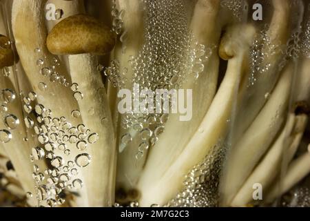 Frische rohe braune Shimiji- oder Shimeji-Pilze in einem Kunststoffgehäuse mit selektivem Fokus. Hypsizygus tessulatus ist ein Pilz aus Ostasien. Vegetarisch Stockfoto