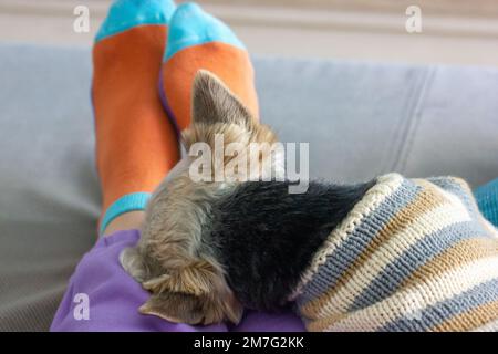 Brauner, süßer Schoßhund Yorkshire Terrier im Pullover schläft auf den Beinen der Geliebten zu Hause Stockfoto