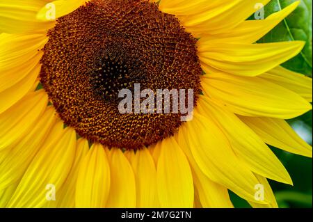 Nahaufnahme einer hellen gelben Sonnenblume (Helianthus annuus). Stockfoto