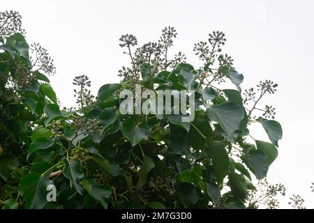 Blüten und dunkelgrüne Blätter von Hedera Helix „aborescens“, auch bekannt als gemeiner Efeu Stockfoto