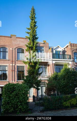 Hohe spitzende serbische Fichte (Picea omorika) in einem Stadtgarten Stockfoto